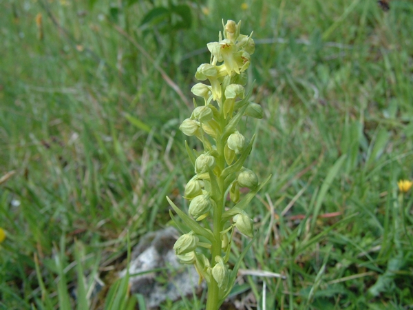 Coeloglossum viride e Orchis anthropophora